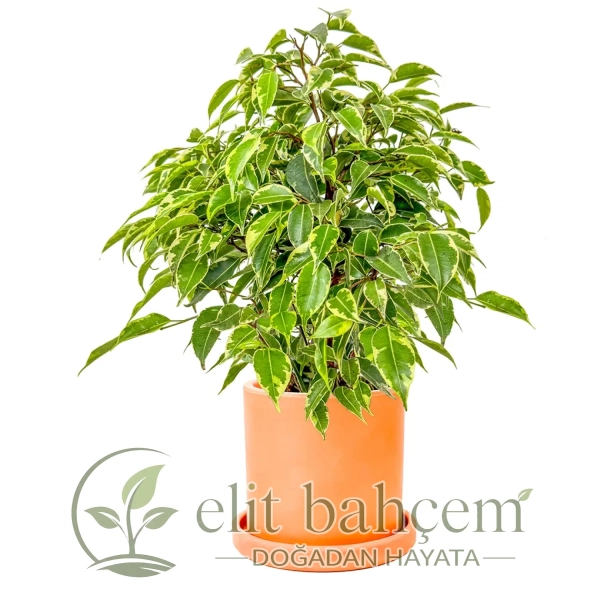 Benjamin Mini (Ficus Benjamina Starlight) Ruby
