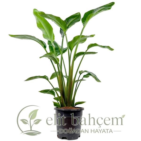 Starliçe Large (Strelitzia Nicolai)