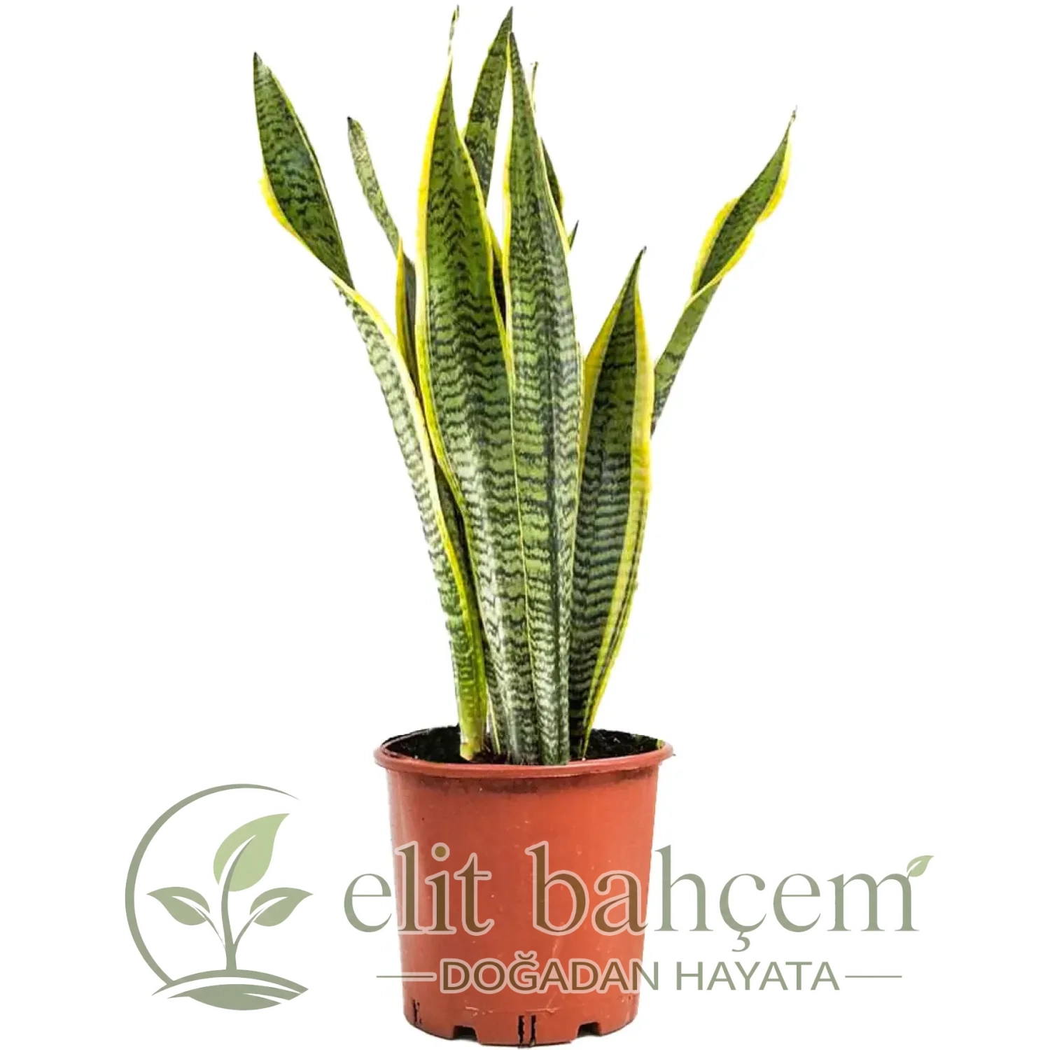 Paşa Kılıcı (Sansevieria Laurentii)