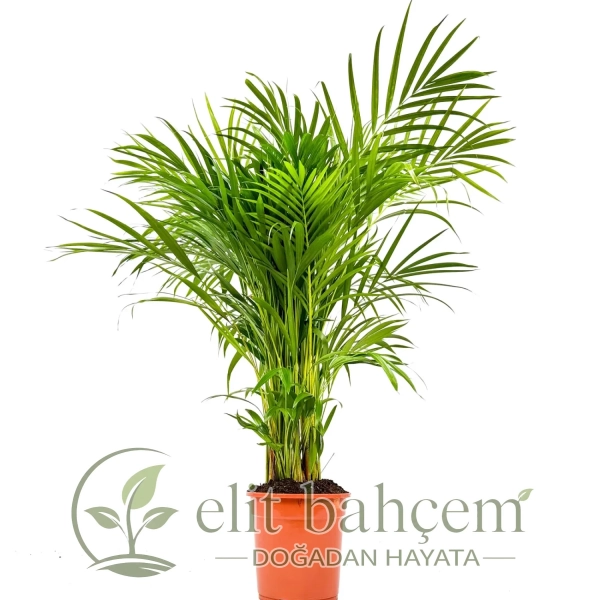 Areka Palmiyesi Large (Dypsis Lutescens)