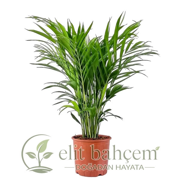 Areka Palmiyesi (Dypsis Lutescens)