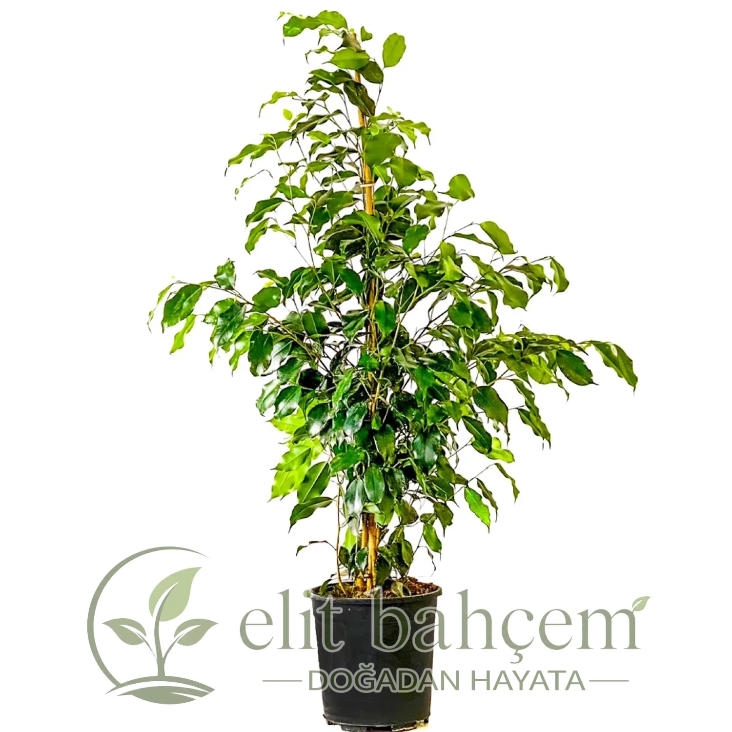 Benjamin (Ficus Benjamina Danielle)