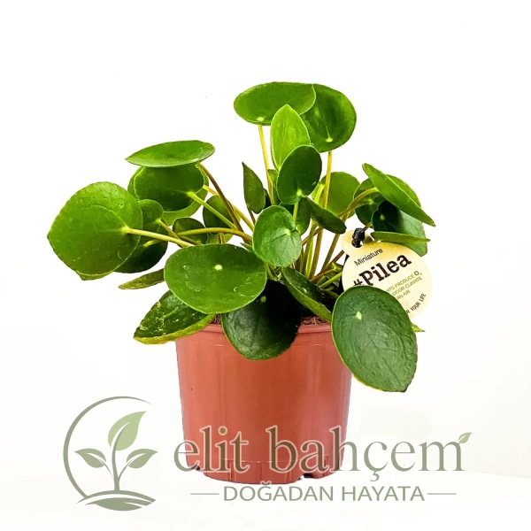 Çin Para Çiçeği Mini (Baby Pilea)