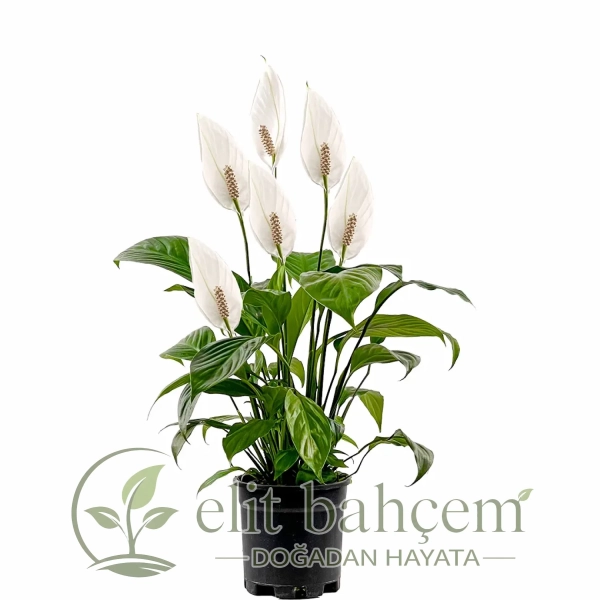 Barış Çiçeği (Spathiphyllum)