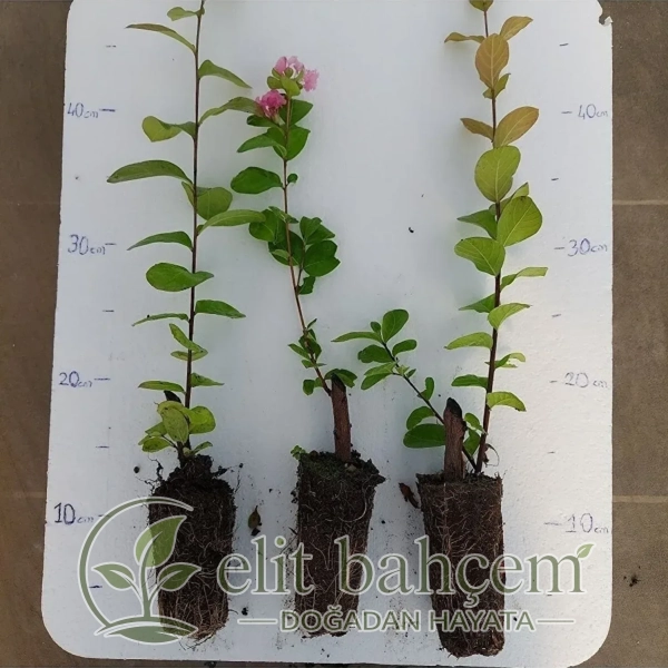 Pembe Oya Ağacı Fidesi 15-20 cm Lagerstroemia Indica