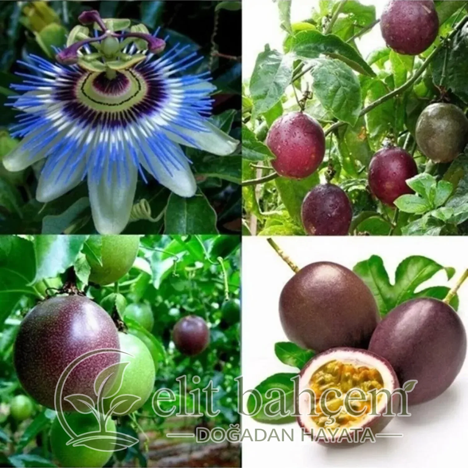 2 adet Tüplü Mavi Çiçekli Kokulu Passiflora Ağacı Fidanı