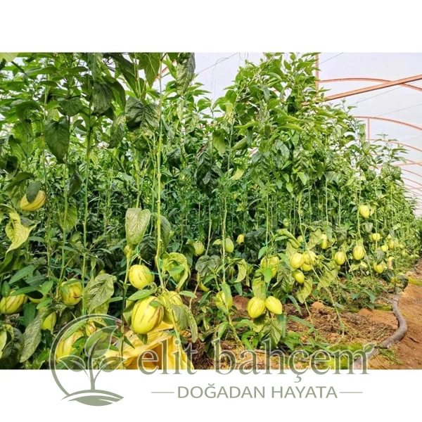 Pepino Fidesi Açık Kök 5 Adet