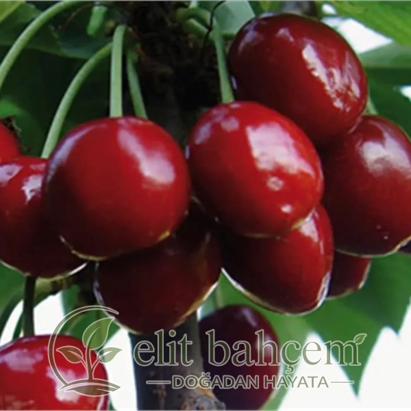Prunus avium Ziraat 900 Kiraz fidanı