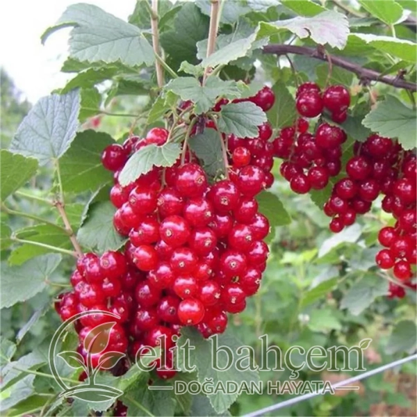 Ribes rubrum Kırmızı Frenk Üzümü fidanı