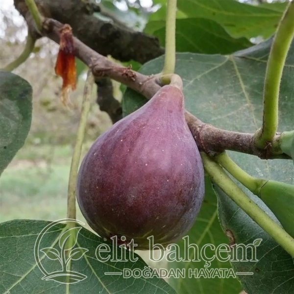 Patlıcan İnciri fidanı (Ficus carica)