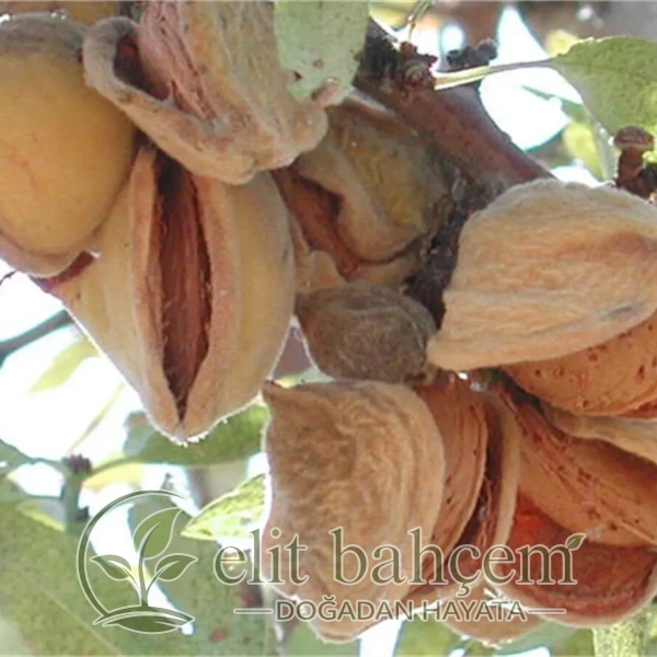 Nonparelle Badem Fidanı (Amygdalus communis)