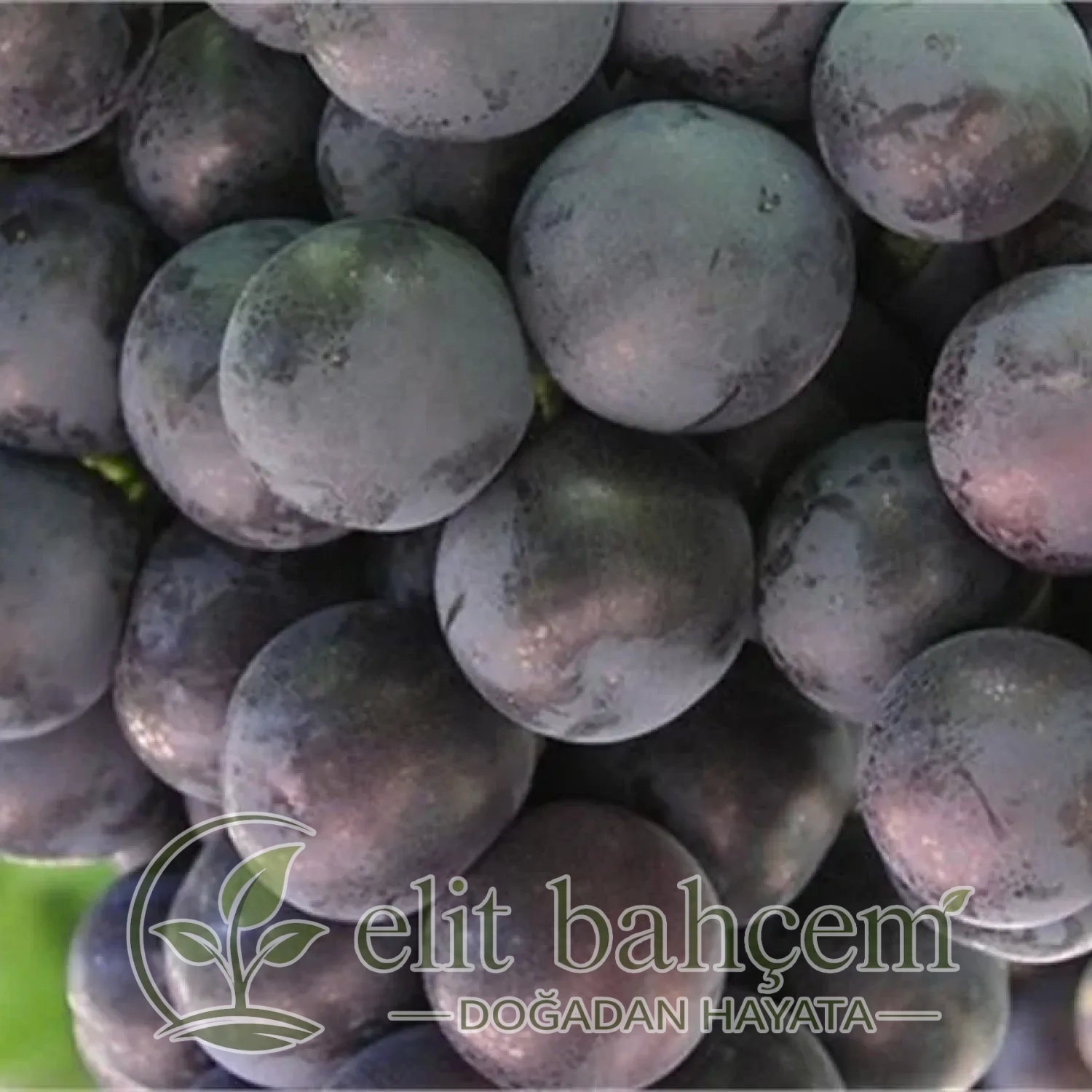 Vitis vinifera Alphonse Lavallee Asma fidanı Alfons Üzüm