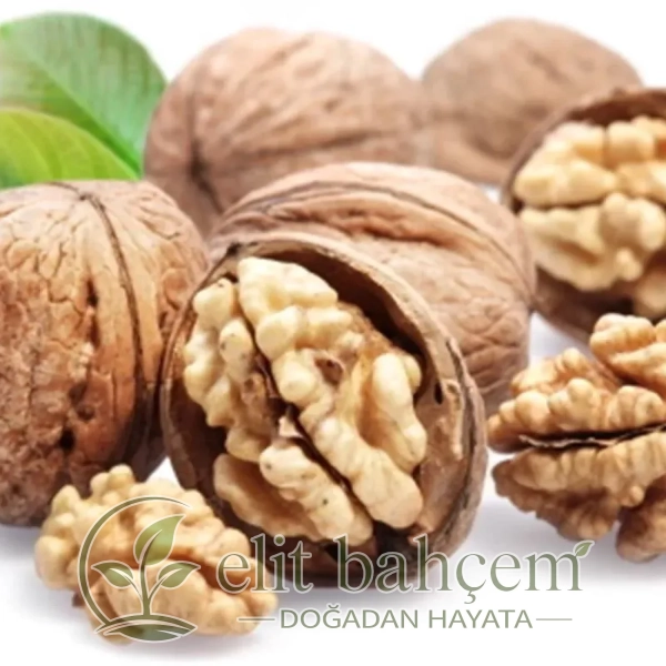 Chandler Bodur Ceviz Fidanı (Juglans regia)