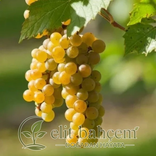 Vitis vinifera Müşkülo Asma fidanı