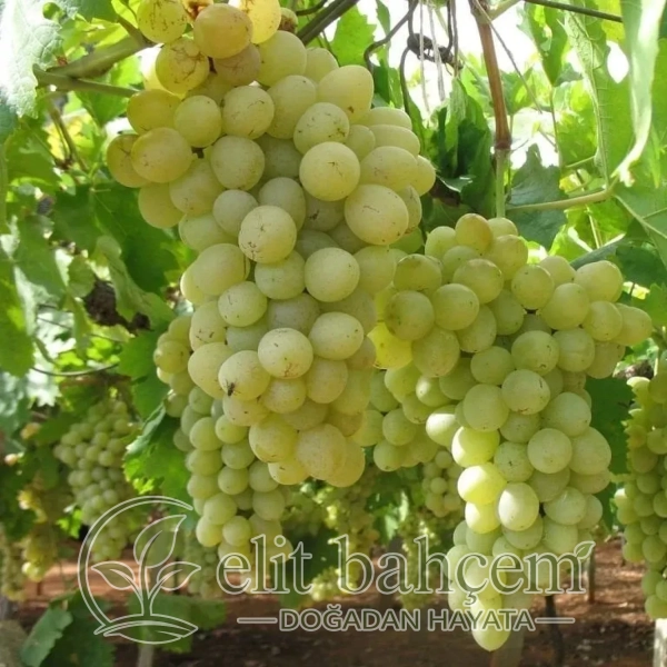 Vitis vinifera Erenköy Beyazı Asma fidanı