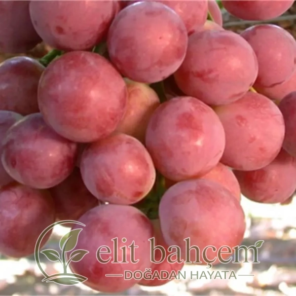 Vitis vinifera Red Globe Asma fidanı