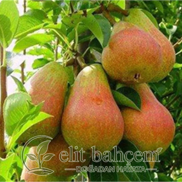 Carmen Armut fidanı (Pyrus communis)