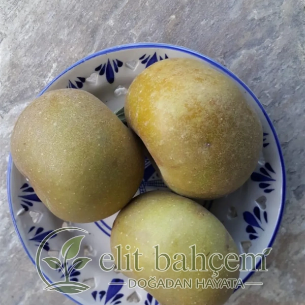 Malus domestica Paslı Elma fidanı