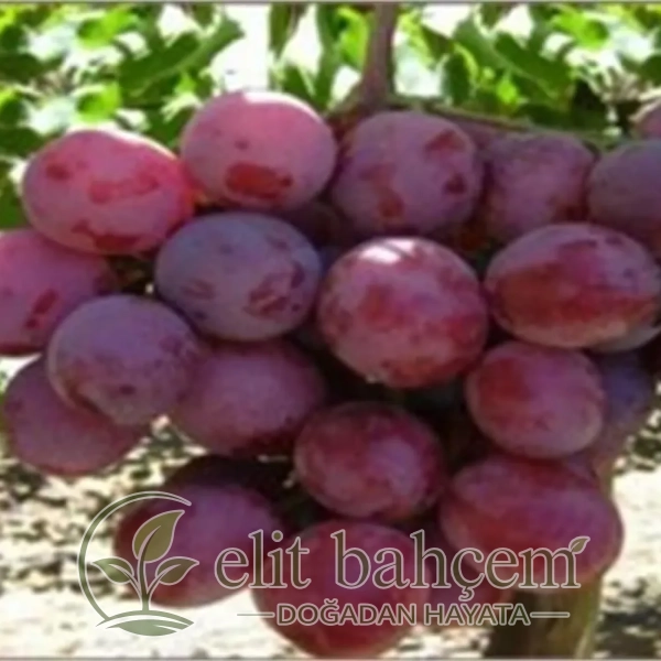 Vitis vinifera Uslu Asma Üzüm fidanı