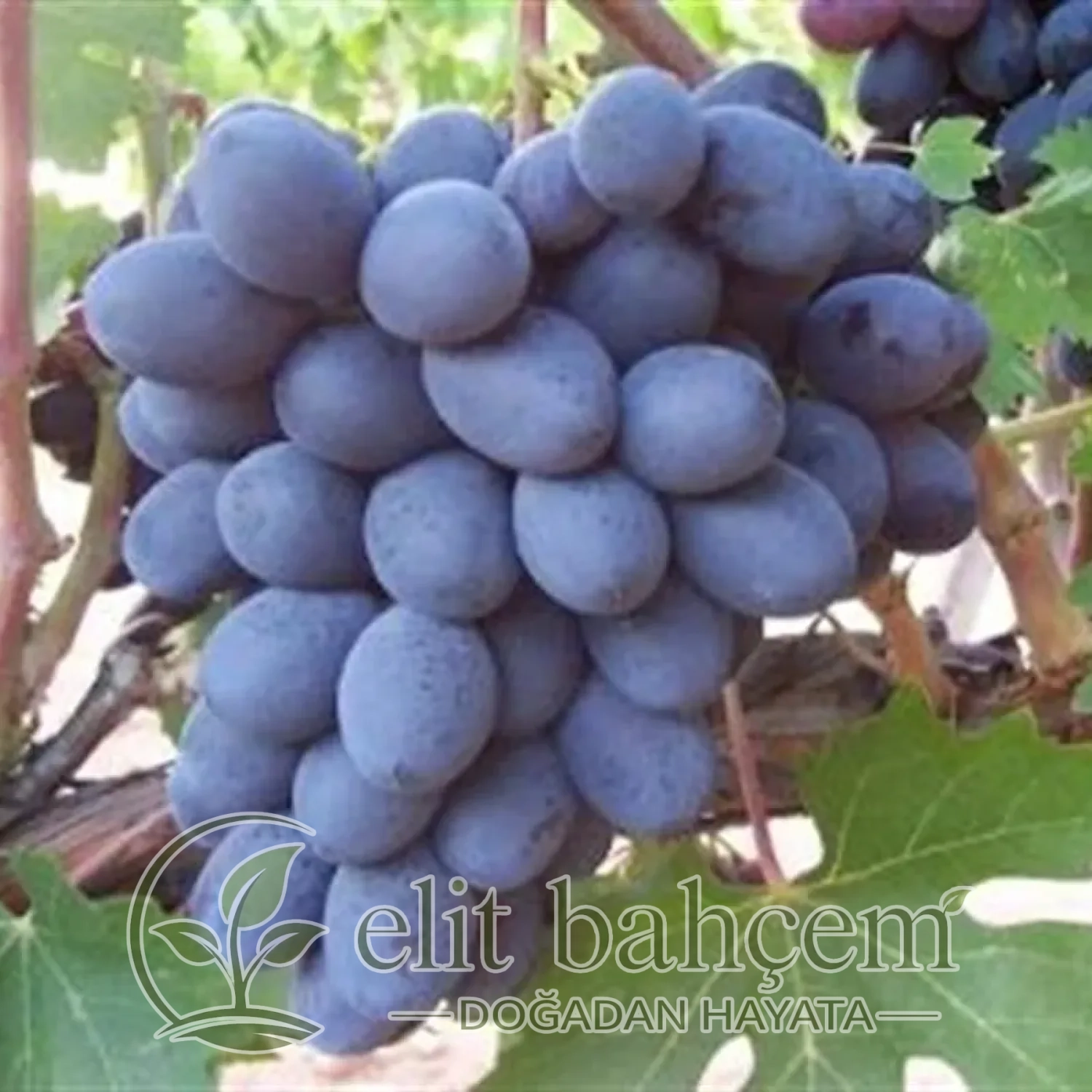 Vitis vinifera Değirmendere Asma Üzüm fidanı