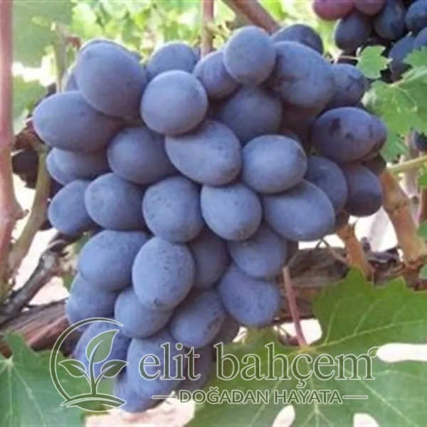 Vitis vinifera Değirmendere Asma Üzüm fidanı