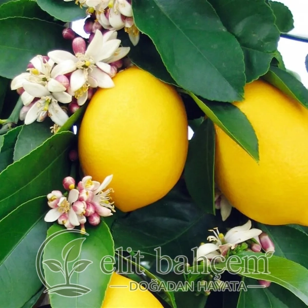 Citrus lemon Yediveren Limon fidanı