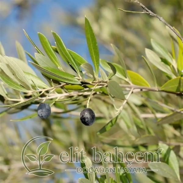 Olea europaea Delice Zeytin fidanı