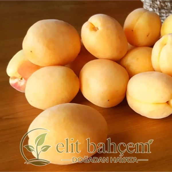 Prunus armeniaca Iğdır kayısı fidanı