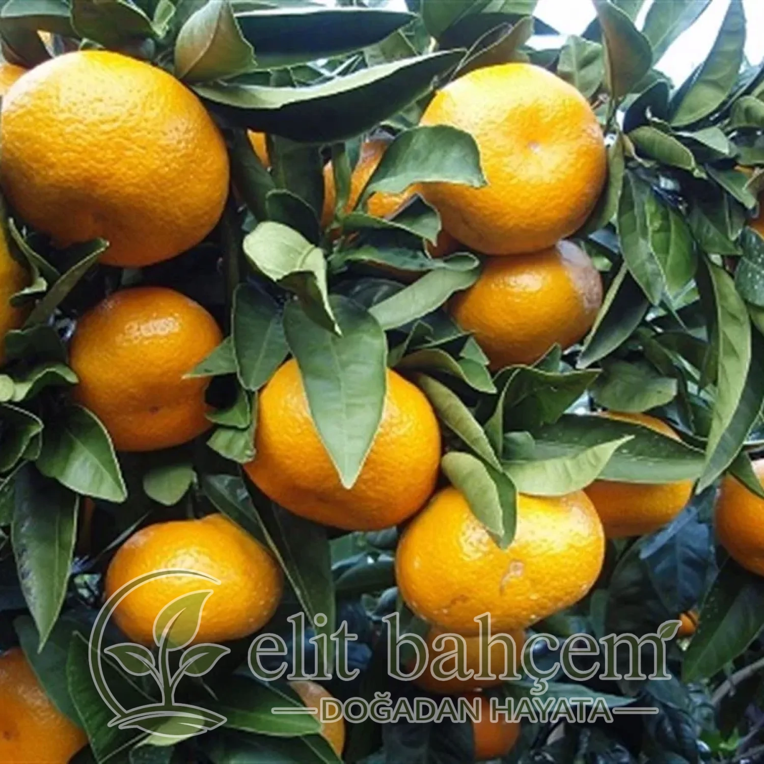 Citrus unshiu Satsuma Mandalin fidanı