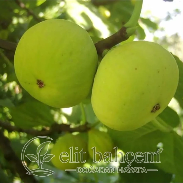 Sarı lop Aydın İncir fidanı (Ficus carica)