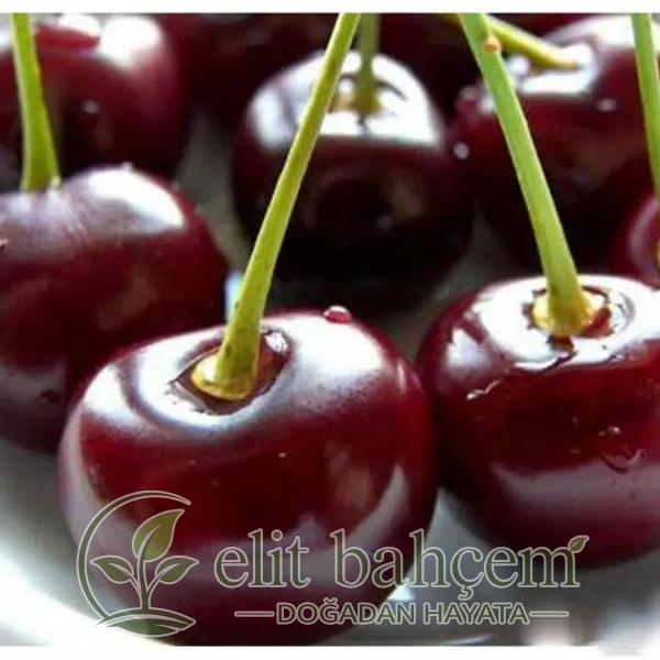 Kütahya Aşılı Vişne Fidanı (Prunus cerasus)