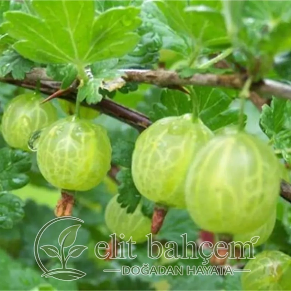 Ribes uva-crispa hinnonmaki Yeşil bektaşi üzümü fidanı