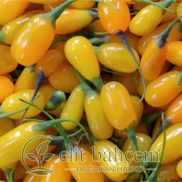 Lycium bar. AMBER SWEET Goji Altuni Gojiberry Kurt üzümü fidanı