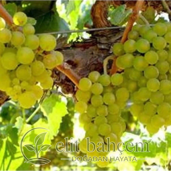 Vitis vinifera Kürt Asma Üzüm fidanı