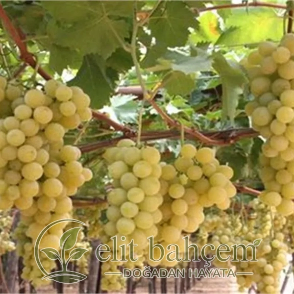 Vitis vinifera Hafız Ali Asma Üzüm fidanı