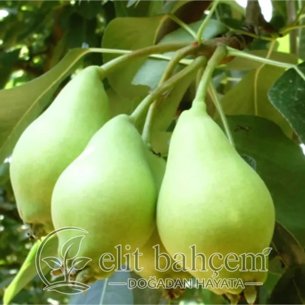 Akça Armut fidanı (Pyrus communis)