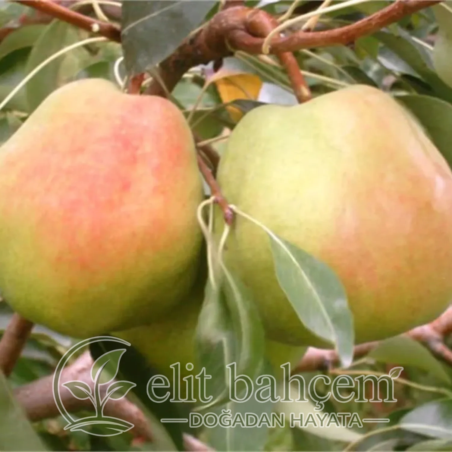 Deveci Armut fidanı (Pyrus communis)