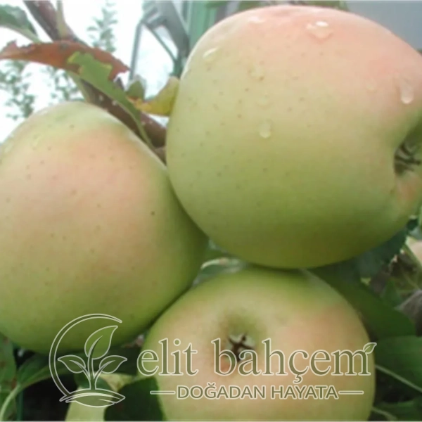 Malus domestica Golden reinders Elma fidanı
