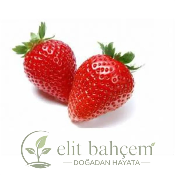 Kokulu Yediveren Çilek Fidanı (Fragaria x ananassa Albion)