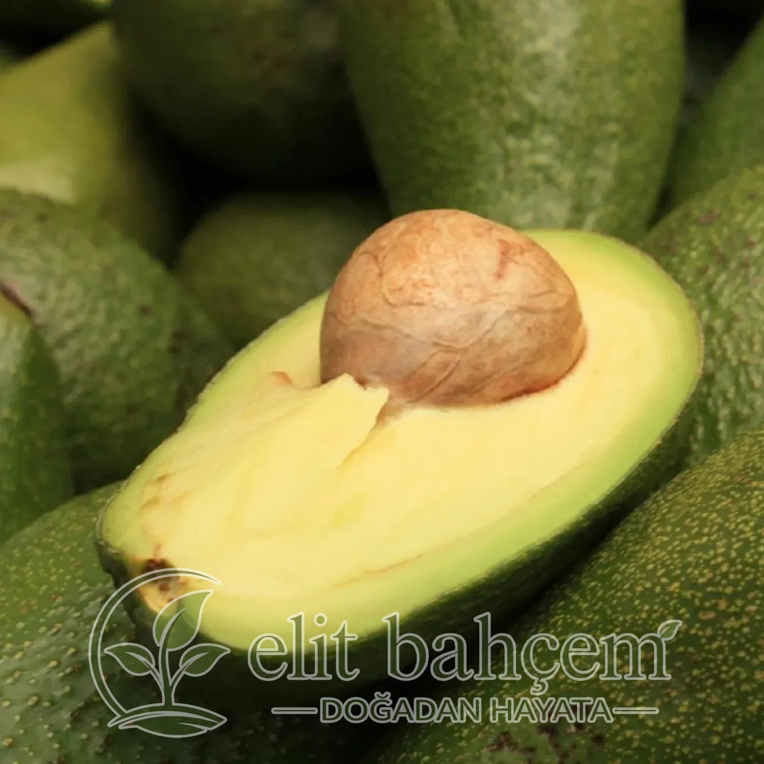Persea americana Avokado fidanı