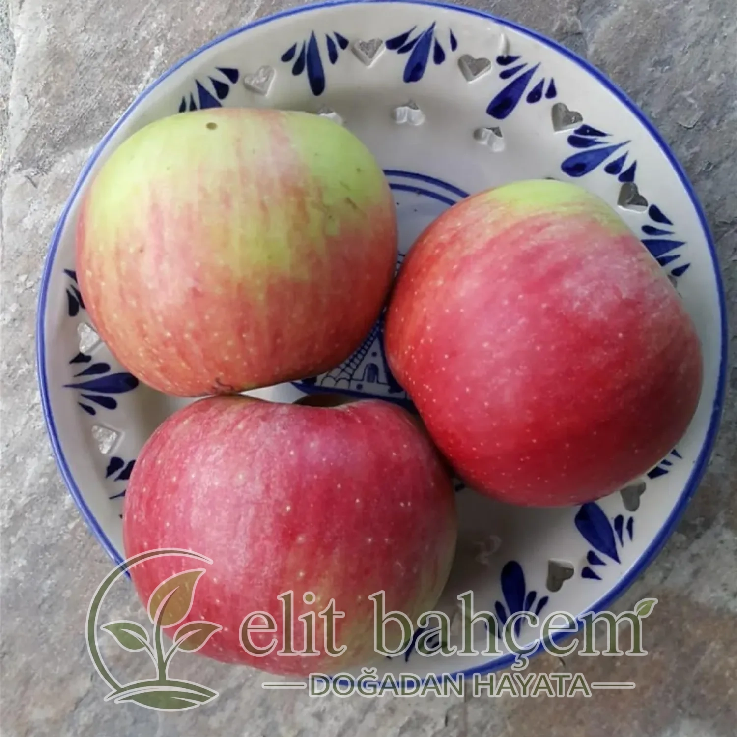 Malus domestica Sandık Elma fidanı