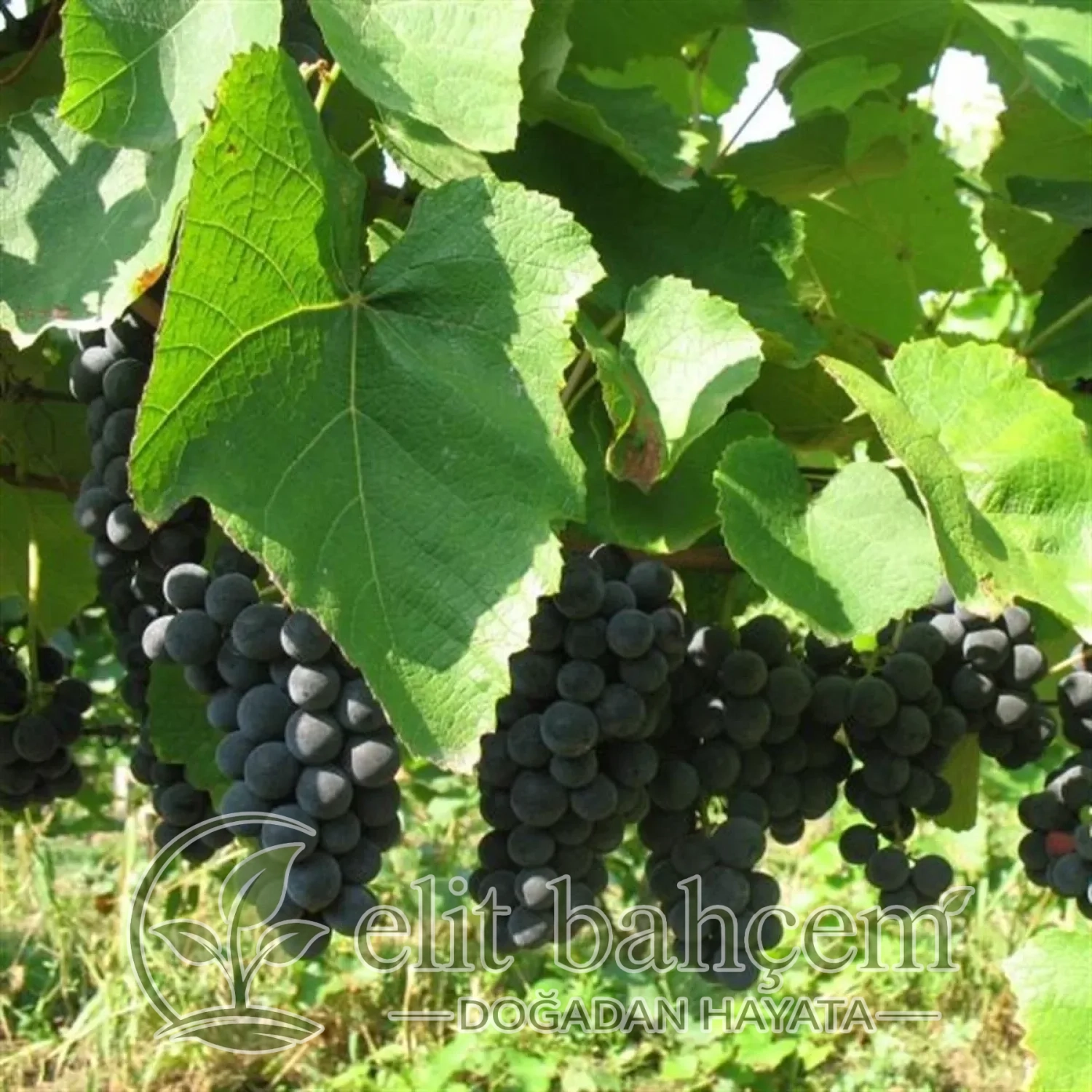 Vitis labrusca isabella Karadeniz Laz üzümü