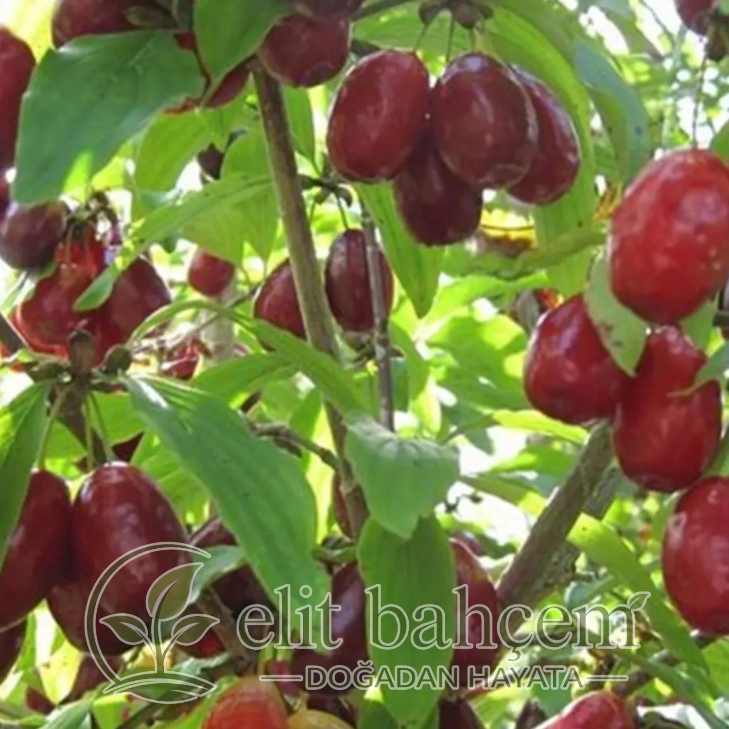 Yalova Aşılı Kızılcık Fidanı (Cornus mas)