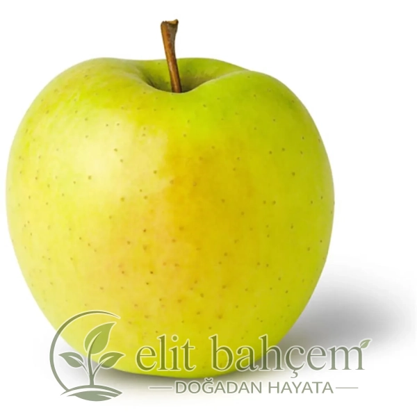 Malus domestica Golden delicious Elma fidanı