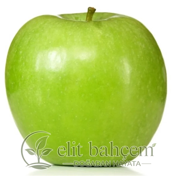 Malus domestica Granny smith Elma fidanı