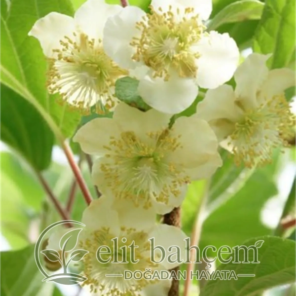 Actinidia deliciosa Kiwi Matua Kivi fidanı Erkek