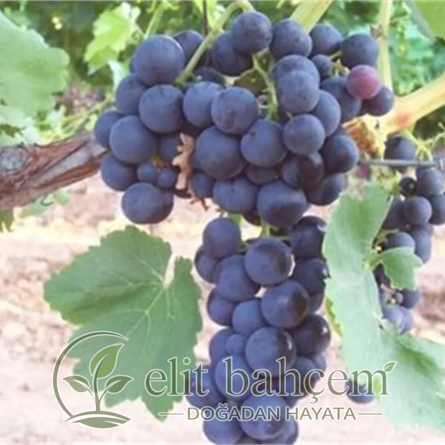 Vitis vinifera Trakya İlkeren Yalova Karası Prima Asma fidanı