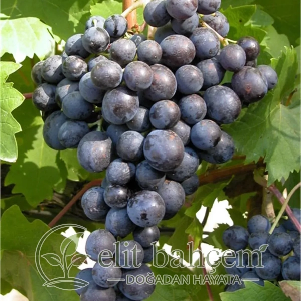 Vitis vinifera Hamburg Misketi Asma fidanı
