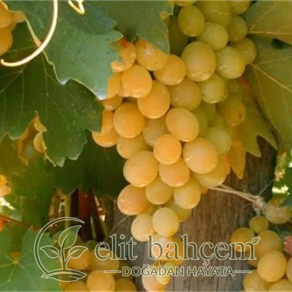 Vitis vinifera İtalia İtalyan Asma fidanı