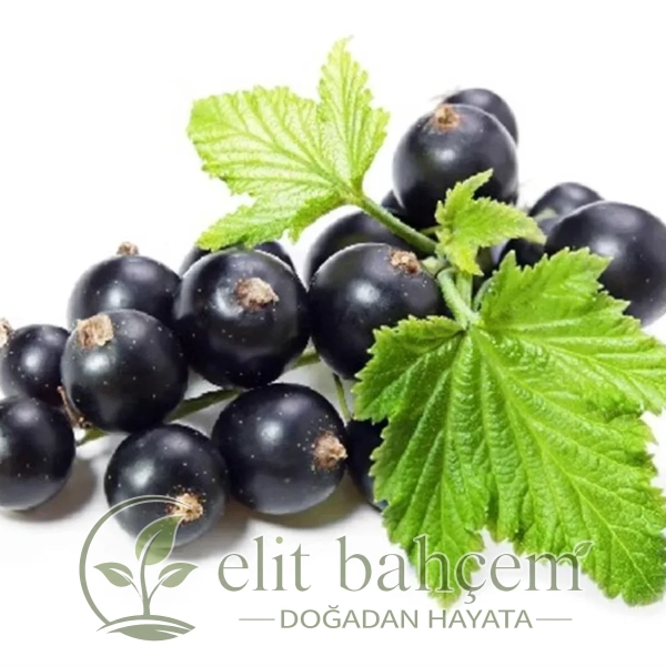 Ribes nigrum Siyah Frenk Üzümü fidanı